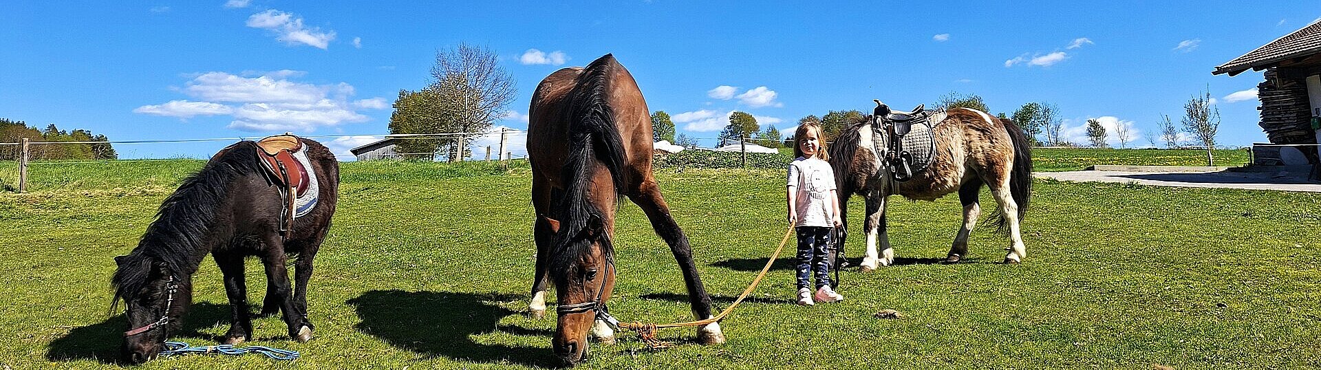 Kind mit Ponys
